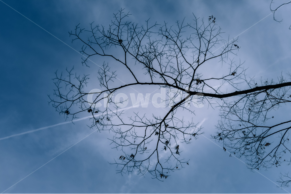 tree,나무,plant,식물,ground,바닥,의자,밴치,역광,계단,가을,늦가을,겨울,단풍,낙엽,고즈넉,자연,하늘,비행운