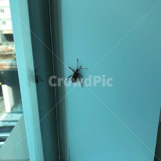 하늘소,장수하늘소,벌레,생물,징그러움,동물,animal,곤충,벌레,insect,bug