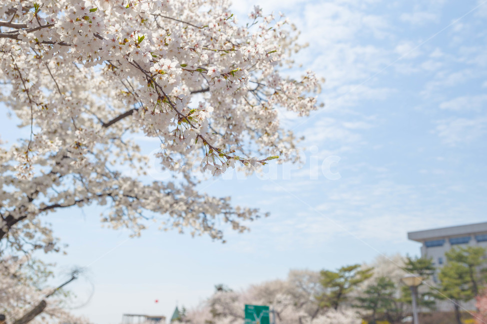 봄,벚꽃,꽃잎,flower,cheeryblossom,봄꽃