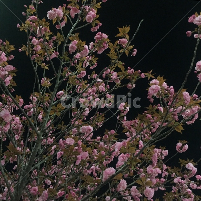 꽃,풍경,자연,flower,nature