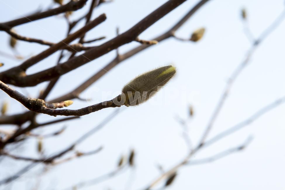 목련,봄꽃,풍경,꽃,출사,식물,자연,plants,nature