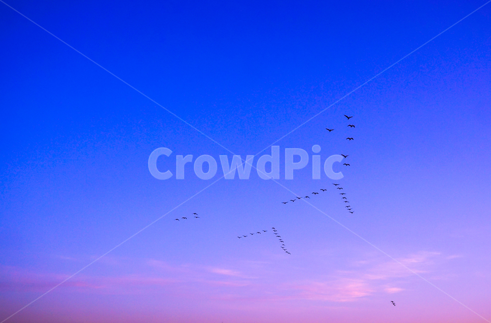 새,조류,철새,겨울철새,동물,비행,떼,감성,하늘,동물,animal,조류,새,birds