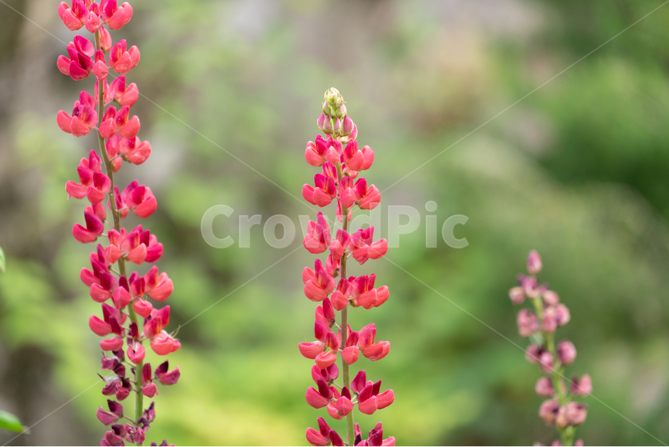 자연,꽃,꽃밭,flowers,natural,식물,자연,plants,nature,꽃,flower