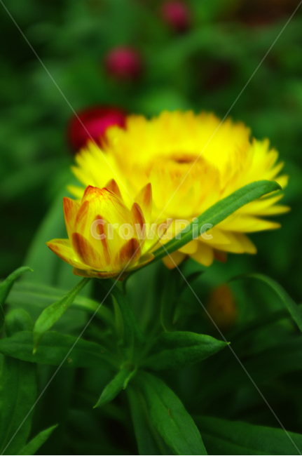 식물,꽃,색,color,종이꽃,식물,자연,plants,nature,꽃,flower