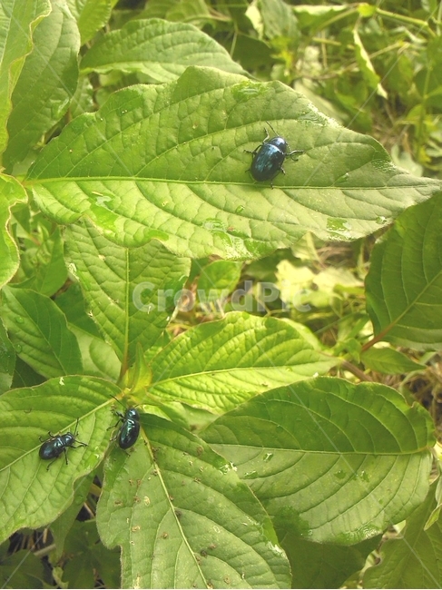 곤충,풍뎅이,식물,자연,잎사귀,scarab,bug,beetle,이슬,나뭇잎,green,식물,자연,plants,nature,곤충,벌레,insect,bug