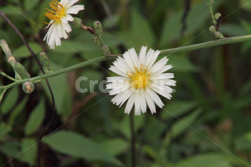 왕고들빼기,야생화,꽃,식물,indianlettuce,고들빼기,식물,자연,plants,nature,꽃,flower