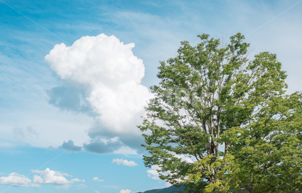 구름,하늘,나무,초록,파란,자연,풍경,tree,cloud,nature,peace,평화,peaceful,한국자연풍경,자연사진,여름,summer,sky,자연,풍경,nature,landscape,감성,sensible,feeling,plant,식물