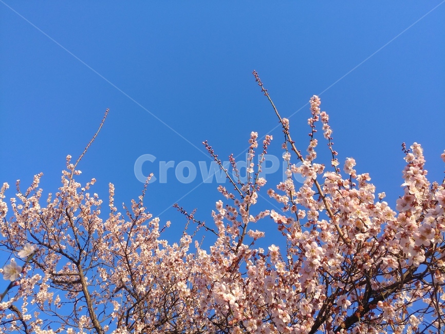식물,nature,봄,꽃,하늘,flower