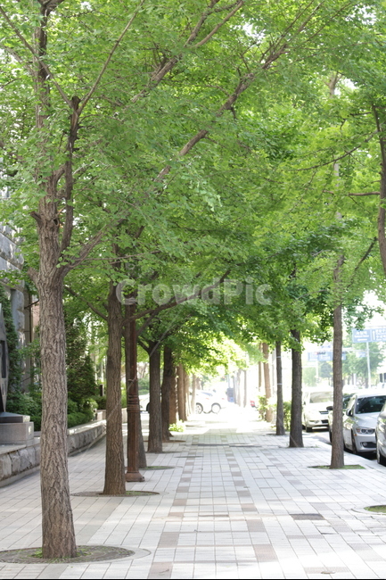 나무,하늘,초록,오후,가로수,자연,풍경,nature,landscape,outdoors,옥외,garden,정원,arbour,정자