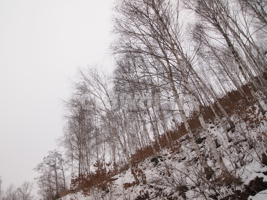 자작나무,자작나무숲,숲,겨울,겨울숲,겨울나무,겨울,계절,winter,season