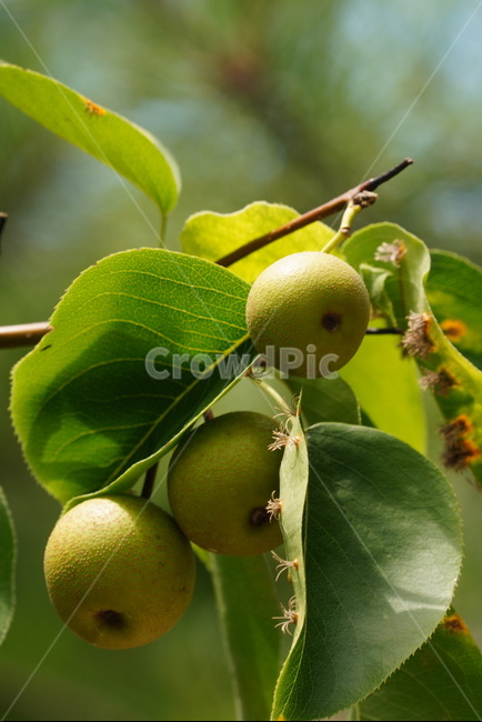 돌배,과일,여름,나무,초록색,자연,계절,과수원,plants,tree,green,nature,summer