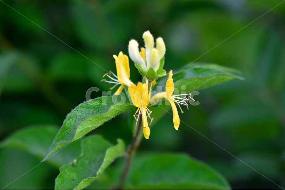 구슬댕댕이,야생화,꽃,식물,자연,생태,플라워,flower,plants,nature,식물,자연,plants,nature,꽃,flower
