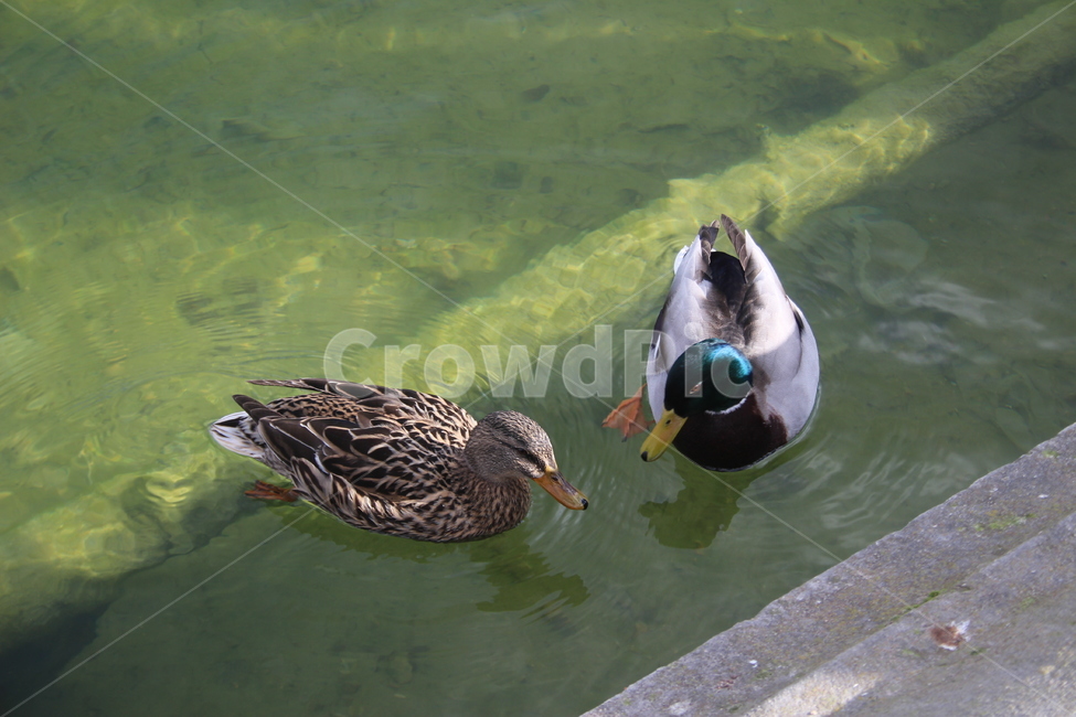 물새,bird,동물,animal,새,waterfowl,청동오리,철새,동물,animal,조류,새,birds