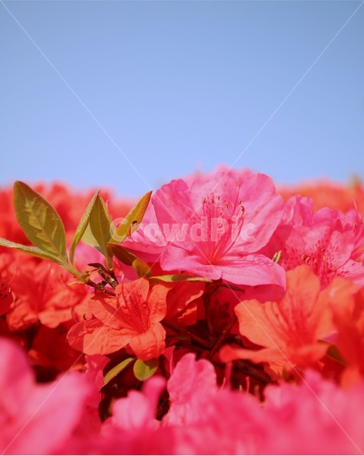 식물,꽃,자연,봄,철쭉,감성,풍경,분홍색,식물,자연,plants,nature,꽃,flower