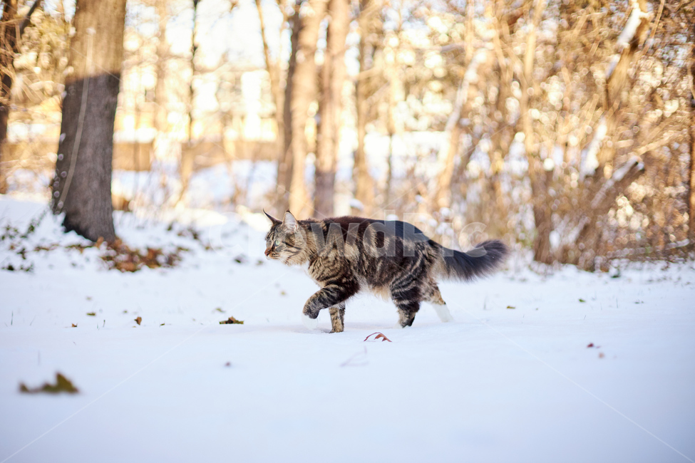 cat,고양이,animal,동물,mammal,포유류,pet,애완동물,반려동물,반려묘,눈,눈쌓인풍경,쌓인눈,snow,눈밭,길냥이,산책냥,산책냥이,nature,자연,겨울,계절,winter,season,동물,animal,포유류,mammal,고양이,cat,kitten,kitty