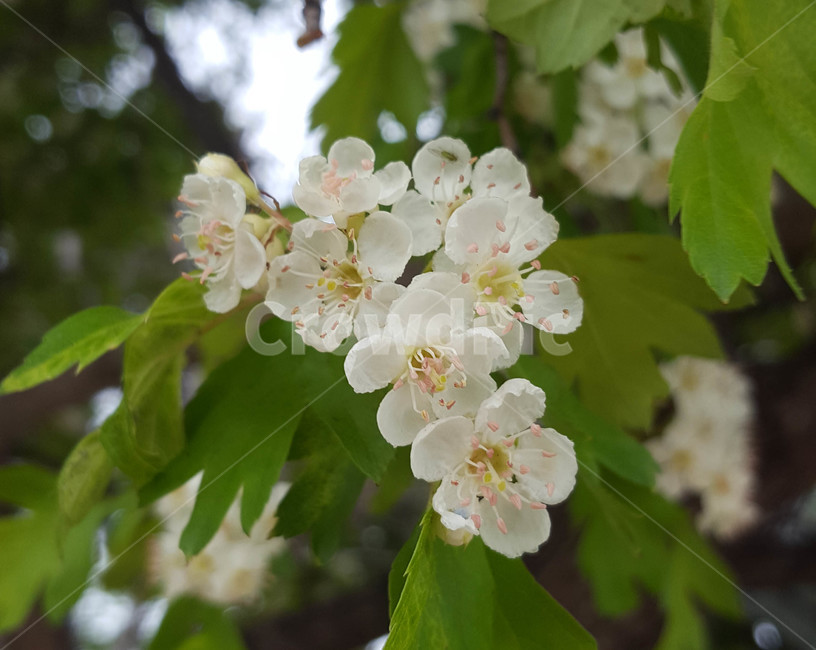 꽃,flower,야생화,생화,근접