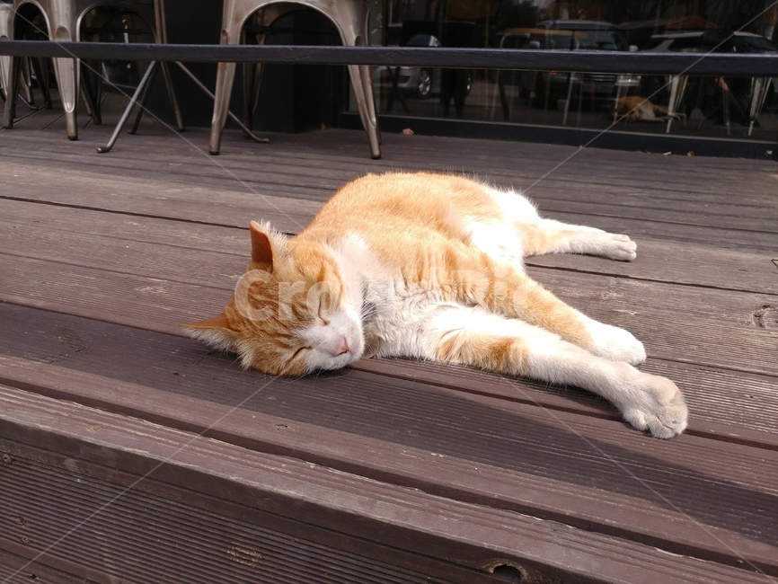 고양이,돼냥이,치즈냥,자고있는고양이,누워있는고양이,동물,animal,포유류,mammal,고양이,cat,kitten,kitty