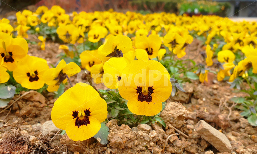 팬지,꽃밭,flower,nature,노랑,노란꽃,작은꽃,식물,자연,plants,nature,꽃,flower