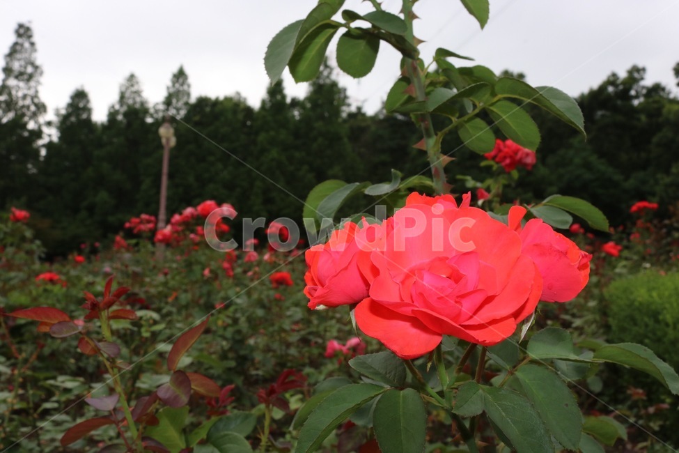 장미,꽃,식물,자연,초록,rose,bara,flower,hana,plants,shokubutsu,nature,green,midori,빨강,red,aka,하늘,sky,sora,나무,tree,ki,식물,자연,plants,nature,꽃,flower