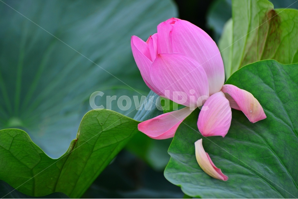 plant,식물,blossom,flower,꽃,petal,꽃잎,수련,홍연,불교,연꽃,연잎,연꽃잎