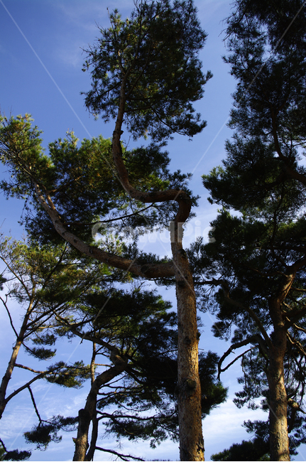 나무,식물,plant,하늘,소나무,식물,자연,plants,nature,나무,trees,wood