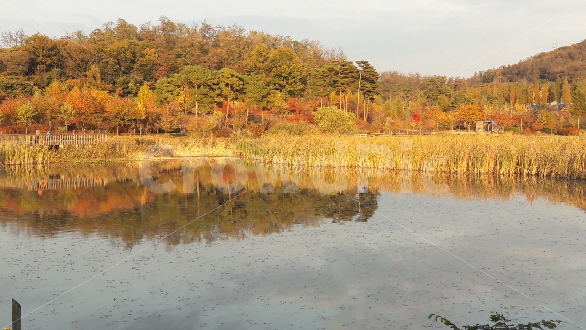 가을,단풍,갈대,나무,수목원,가을,계절,fall,autumn,season,자연,풍경,nature,landscape,land,땅,outdoors,옥외,water,물
