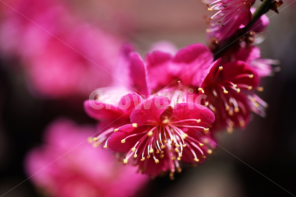 홍매화,매화,홍매,꽃,봄,계절,붉은빛매화,식물,자연,plants,nature,꽃,flower