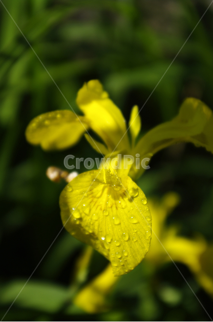꽃,식물,flower,plant,붓꽃,식물,자연,plants,nature,꽃,flower