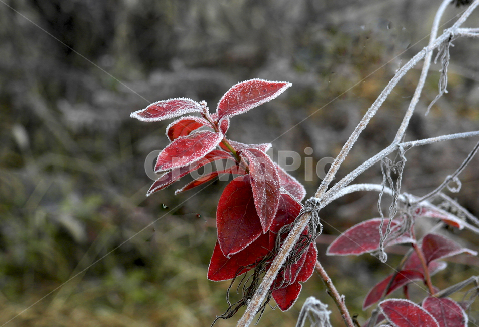 상고대,단풍잎상고대,붉은단풍,서리,나풍나무,겨울,계절,winter,season