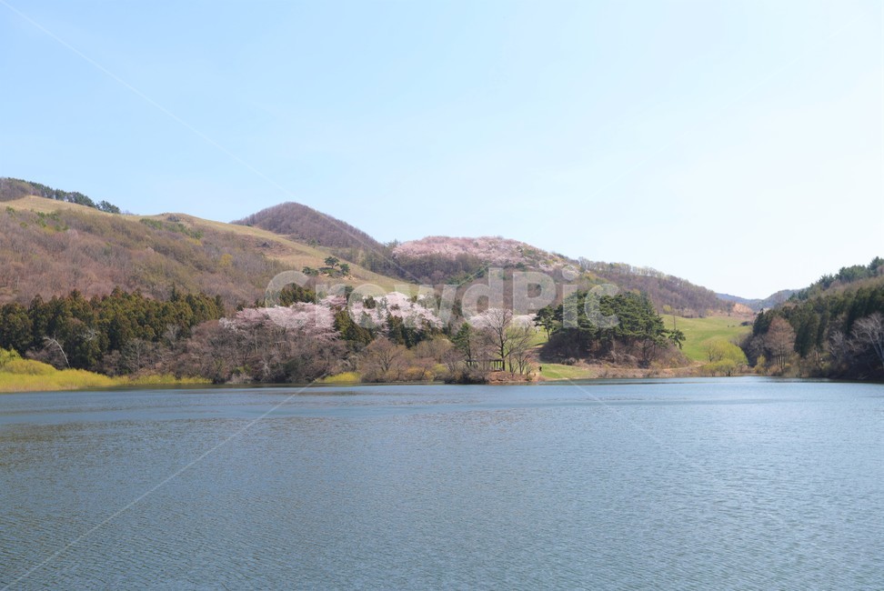 서산,용비지,분홍잎,호수,아름답다,자연,풍경,nature,landscape,water,물,outdoors,옥외,reservoir,저수지