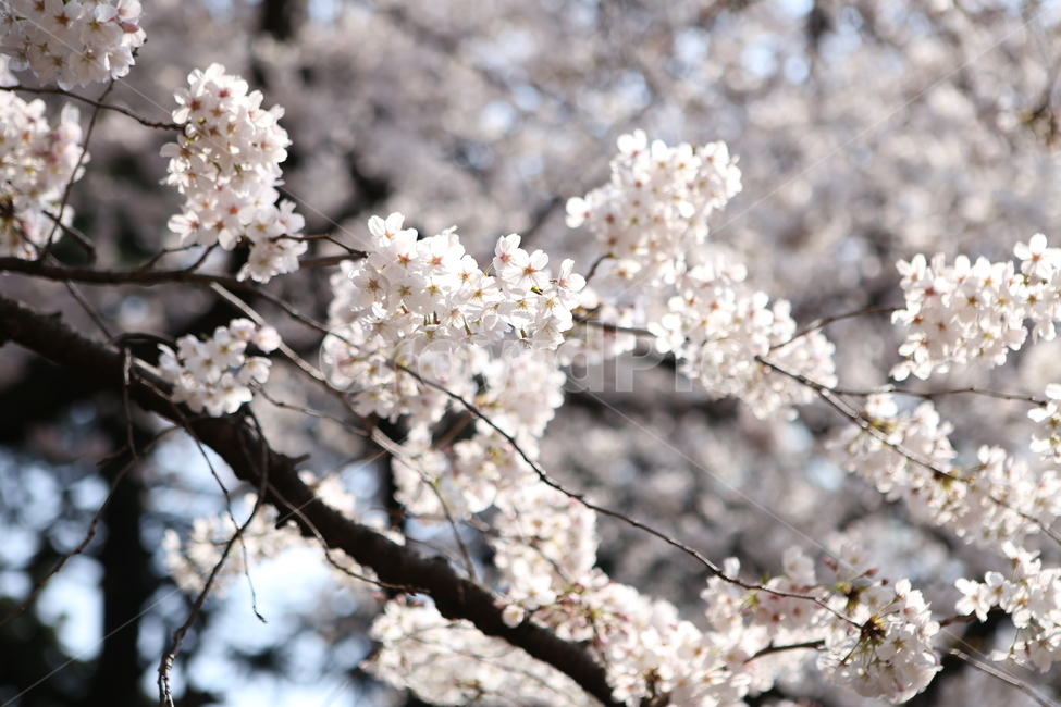 꽃,벚꽃,봄,나무,봄꽃,flower,spring,cherryblossoms,하양,하얀색,분홍,빛,밝음,white,pink,light,sun,낮,나들이,꽃잎,야외,새학기