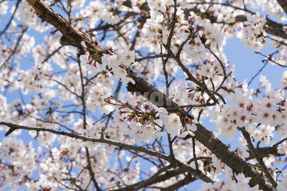 봄,벚꽃,나들이,봄꽃,꽃,감성,자연,풍경,cherryblossom,개화,blossom,flower