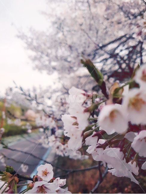벚꽃,길,산책로,일상,꽃,봄,봄느낌,나무,벚꽃나무,자연,배경사진,풍경,자연배경,꽃사진,벚꽃사진,벚꽃나무사진,길거리,낮,한가로움,분당,주말,데이트,로맨틱,봄풍경,봄사진,봄,계절,spring,season,식물,자연,plants,nature,꽃,flower,감성,sensible,feeling,plant,blossom,cherry blossom