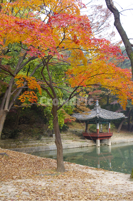 창덕궁,창덕궁후원,애련지,애련정,고궁,건축,전통건축,traditional,전통,가을,fall,나무,식물,plant,단풍,가을,계절,fall,autumn,season,한국전통,한국문화,korean traditional,korean culture,건축물,건물외관,exterior,building,structure,architecture,construction,tree