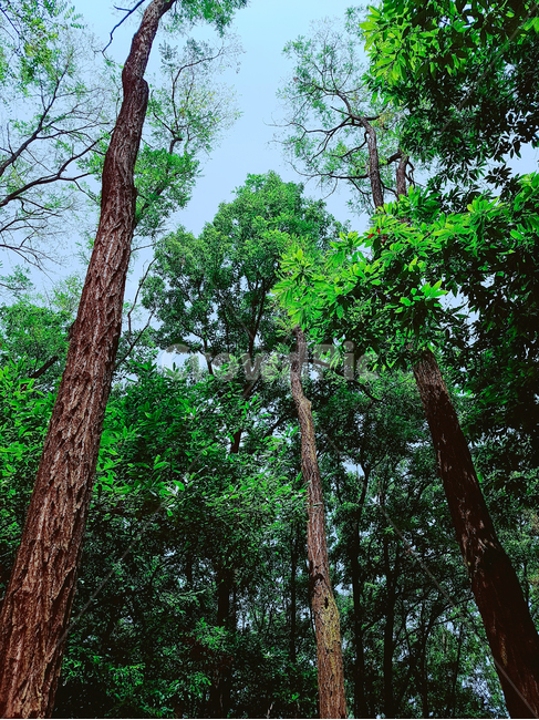 숲,산,나무,풍경,자연,녹색,초록색,자연,풍경,nature,landscape,tree,plant,식물,tree trunk,나무 줄기