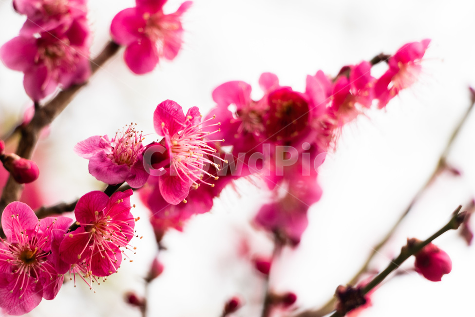 매화,매화꽃,매실꽃,홍매화,적매화,빨간매화,봄,계절,spring,season,식물,자연,plants,nature,꽃,flower,plant
