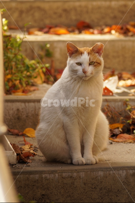 cat,고양이,animal,포유류,동물,길냥이,동물,animal,포유류,mammal,고양이,cat,kitten,kitty