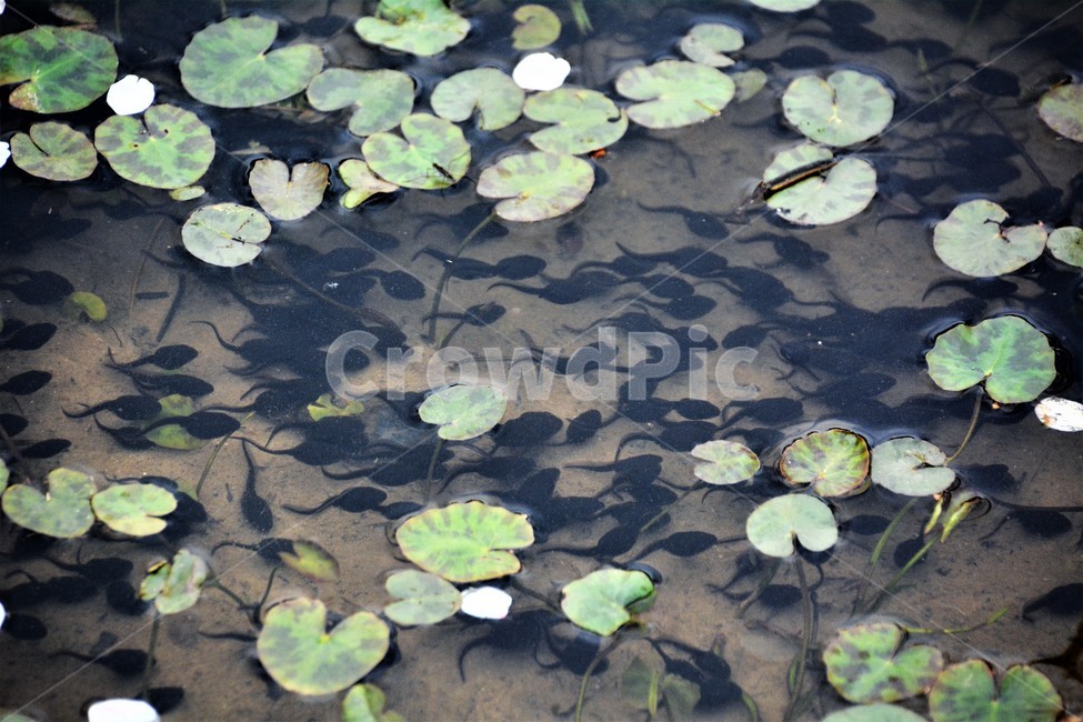 연꽃,올챙이,호수,연못,자연,식물,자연,plants,nature,동물,animal,파충류,양서류,reptile,amphibian
