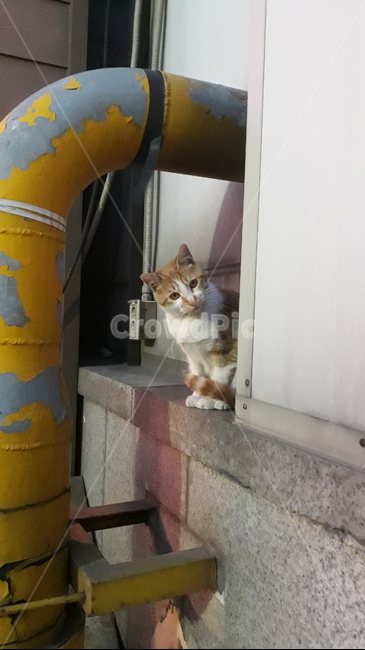 고양이,주황고양이,오후,겨울,귀여움,길고양이,동물,animal,포유류,mammal,고양이,cat,kitten,kitty