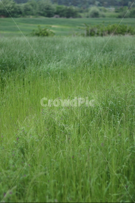 풀,잡초,초록,봄,흐림,자연,풍경,nature,landscape,한국자연풍경,한국자연경관,korea nature landscape,plant,식물,grass,잔디
