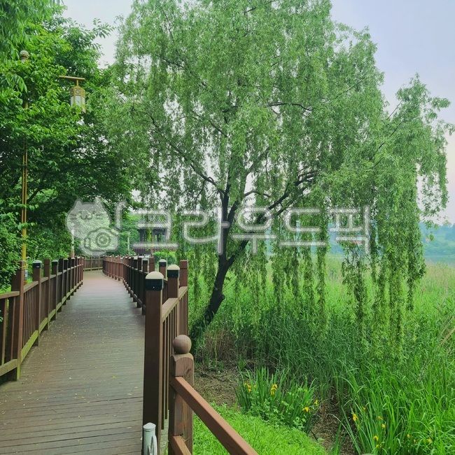 green grass,pine tree,Dullegil,green,nature,tree,evergreen,metasequoia,trail,wooden deck,railing,grass,plant,walking path,green tree,Handrail,Green