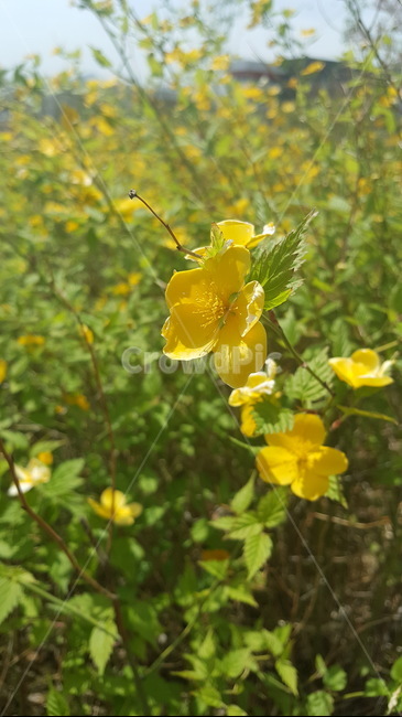 꽃,들꽃,봄,봄꽃,식물,달맞이꽃,식물,자연,plants,nature,꽃,flower