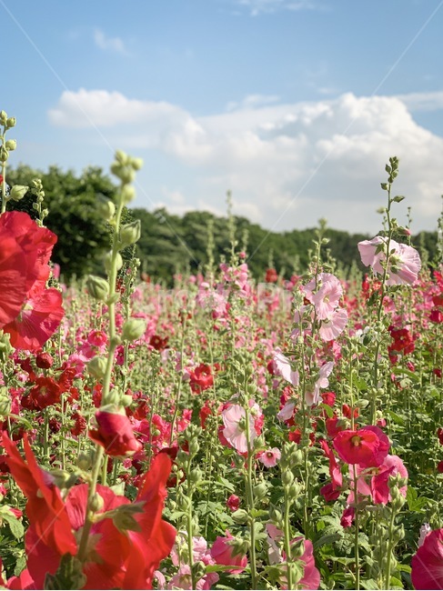 식물,꽃,꽃밭,접시꽃,자연,plants,flower,nature