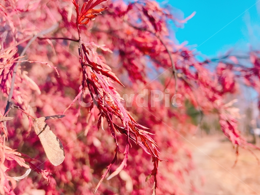 단풍,가을,봄,나무,tree,plant,leaf,잎,maple,공원,자연