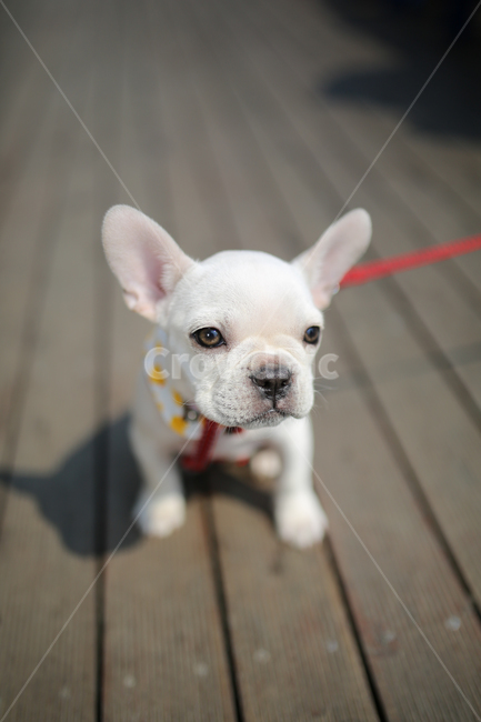 불독,반려견,강아지,동물,애완동물,프렌치불독,개,dog,포유류,animal,가정견,멍멍이,귀여운강아지,kitty,귀여운동물,시크,흰색,동물,animal,포유류,mammal,개,강아지,dog,doggy