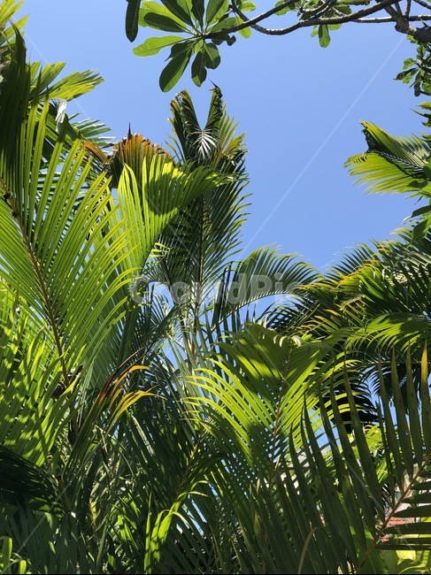 plant,식물,나무,palmtree,야자수,green,초록,tropical,하늘,tree,열대나무,식물,자연,plants,nature
