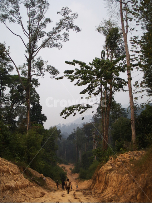 인도네시아,보르네오,칼리만탄,정글,나무,밀림,거목,큰나무,indonesia,borneo,kalimantan,bigtree,tree,자연,풍경,nature,landscape,plant,식물,fir,전나무