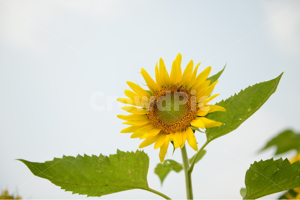 해바라기,꽃,가을,식물,노란색,여름,계절,summer,season,식물,자연,plants,nature,꽃,flower,plant,blossom