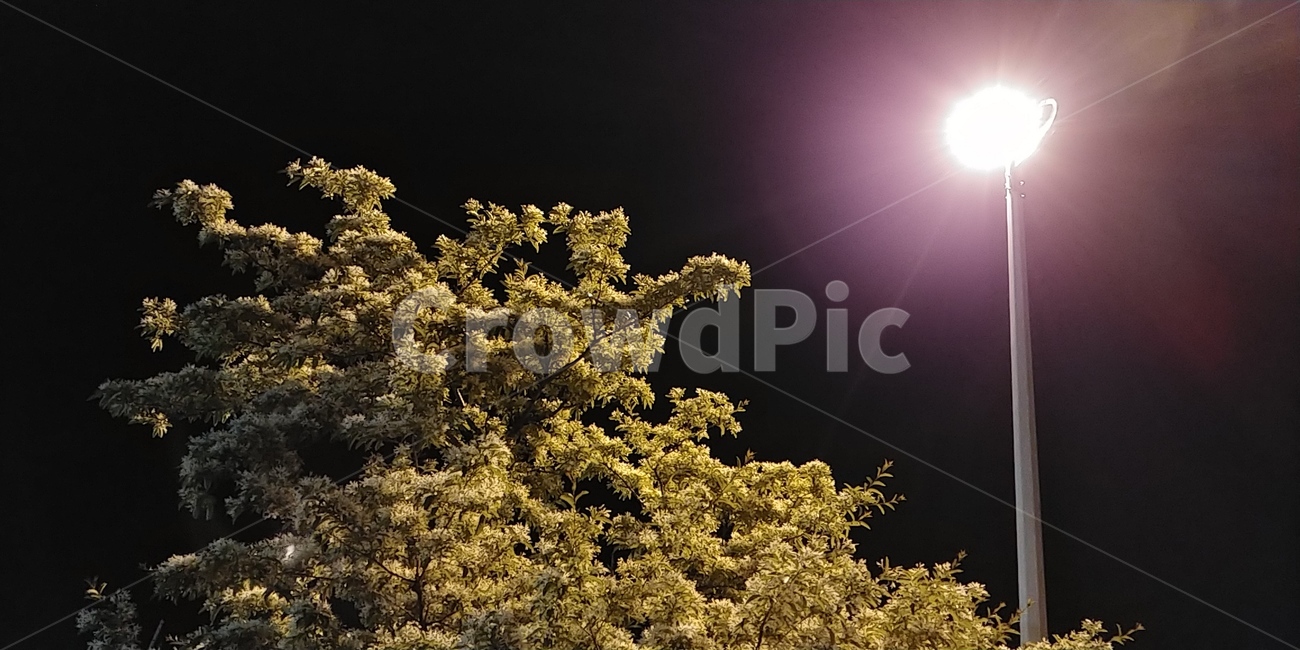 이팝나무,가로등,하얀눈꽃,fringetree,chionanthusretusa,입하목