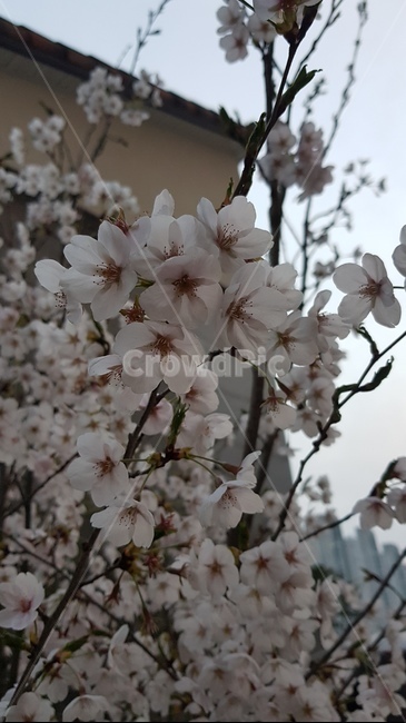 벚꽃,blossom,꽃,식물,cherryblossom,plant,flower,봄,봄꽃,벚꽃나무,꽃나무,봄나무,꽃,flower